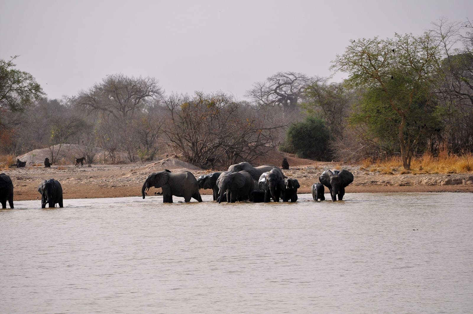Troupeau d’éléphants de savane dans le parc national de la Pendjari